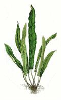 Asplenium scolopendrium